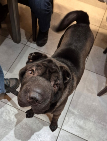 Sanchey octobre 2025